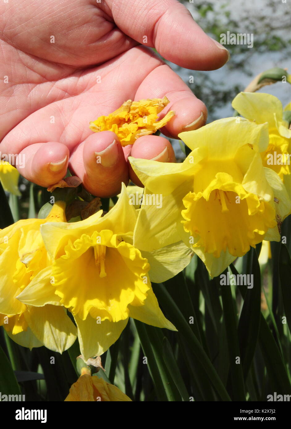 Deadheading daffodils hires stock photography and images Alamy