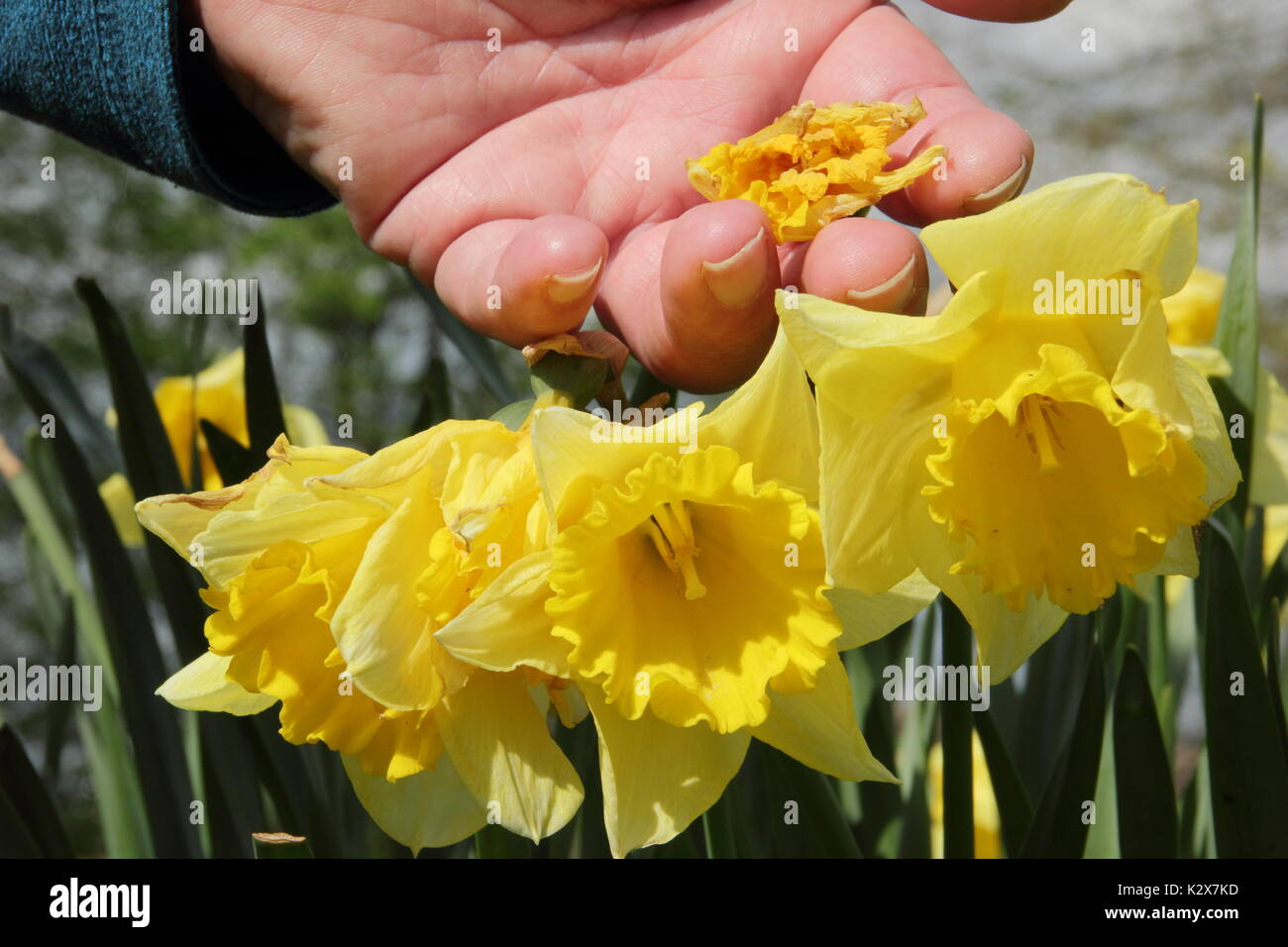 Deadheading daffodils hires stock photography and images Alamy