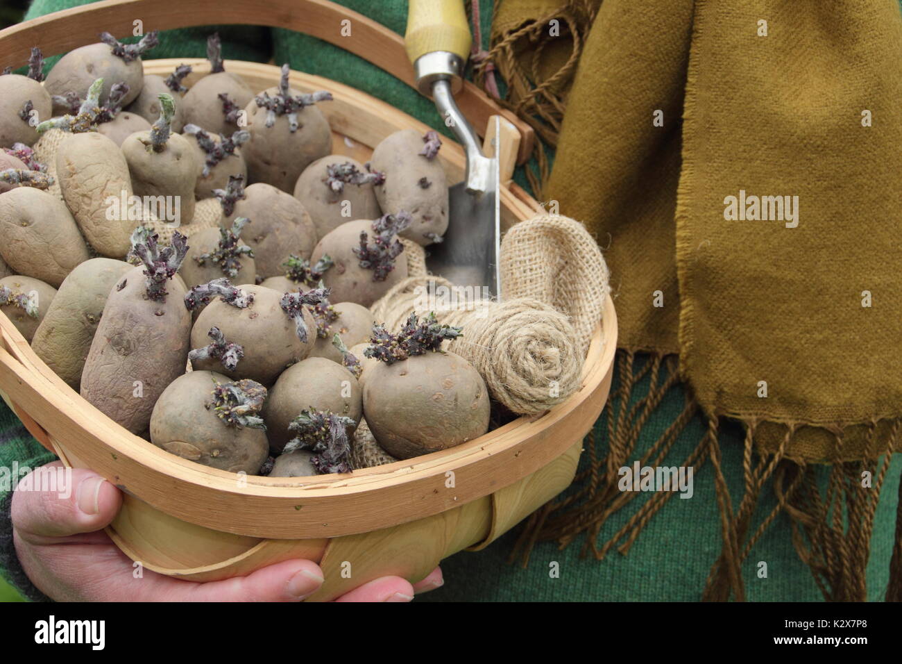 Solanum tuberosum. Chitted seed potatoes ready for planting out. UK Stock Photo