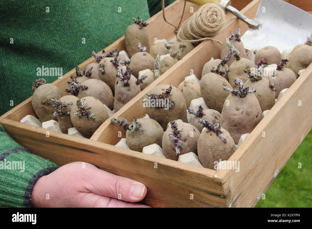 Chitted seed potatoes ready for planting in early spring. UK Stock Photo