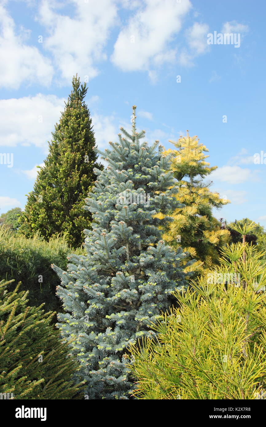 Evergreen conifers combination planting scheme including Abies, Pinus and Norway spruce shows off vibrancy and variety of foliage in an English garden Stock Photo