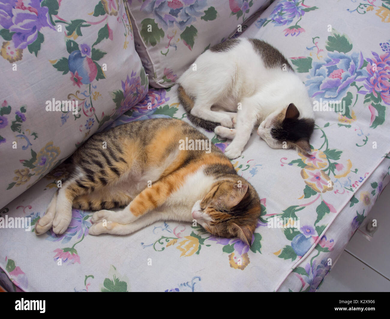 Two Cats Sleeping Together on Seat Cushion Stock Photo