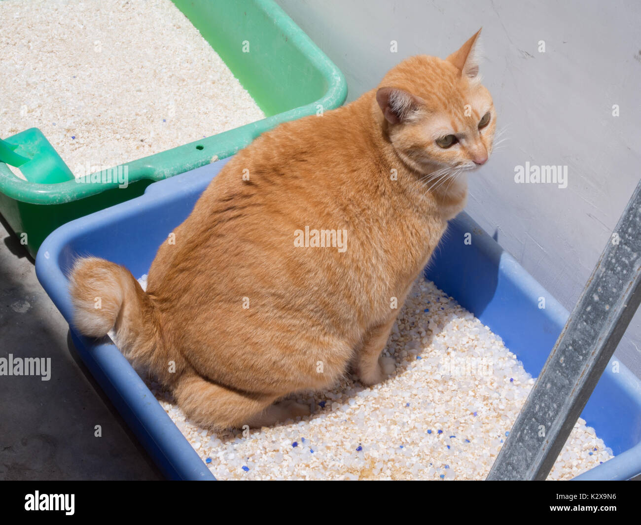 Ginger Cat Pooping / Urinate at Litter Stock Photo Alamy
