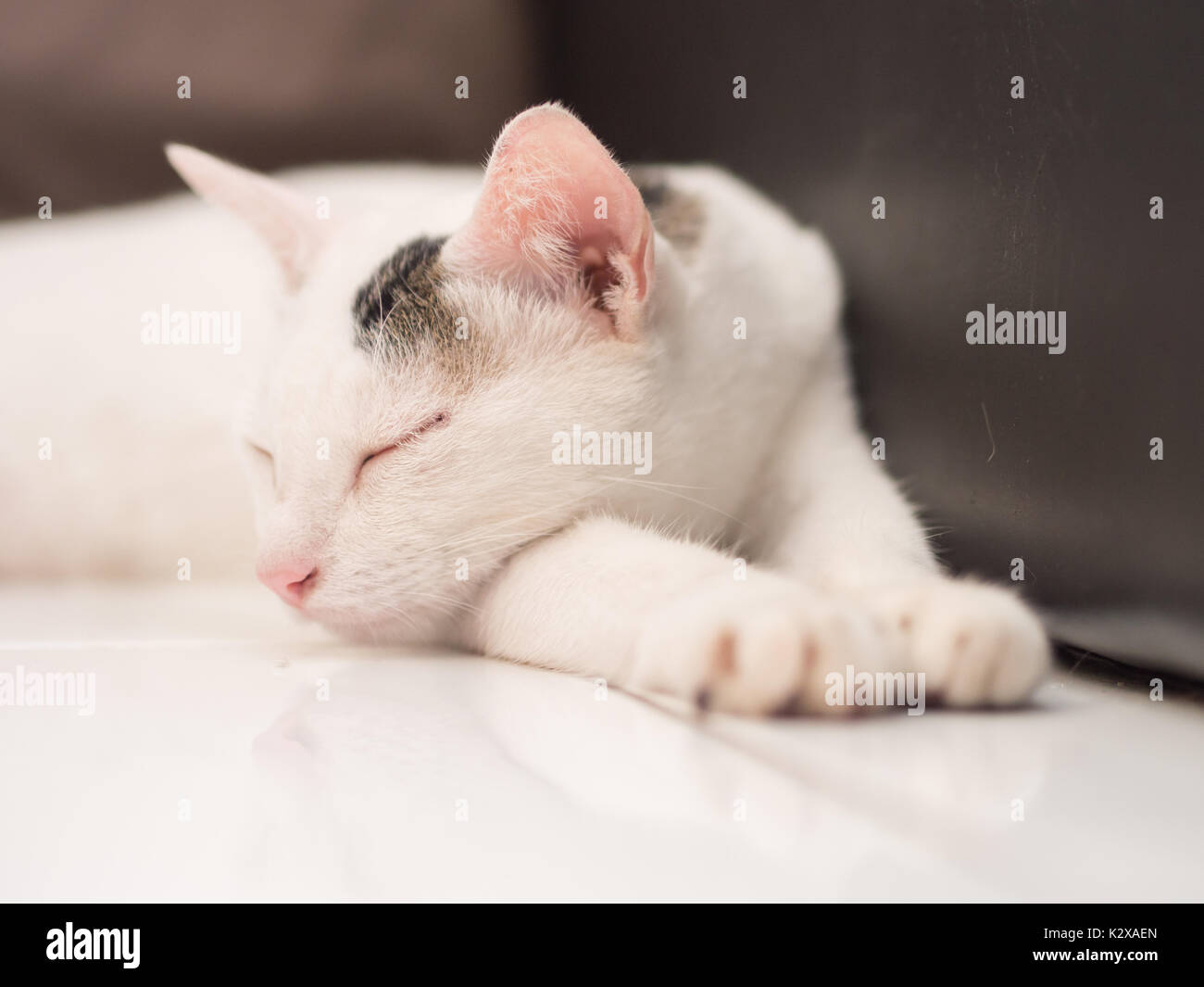 White Cat Sleeping on Floor Stock Photo - Alamy