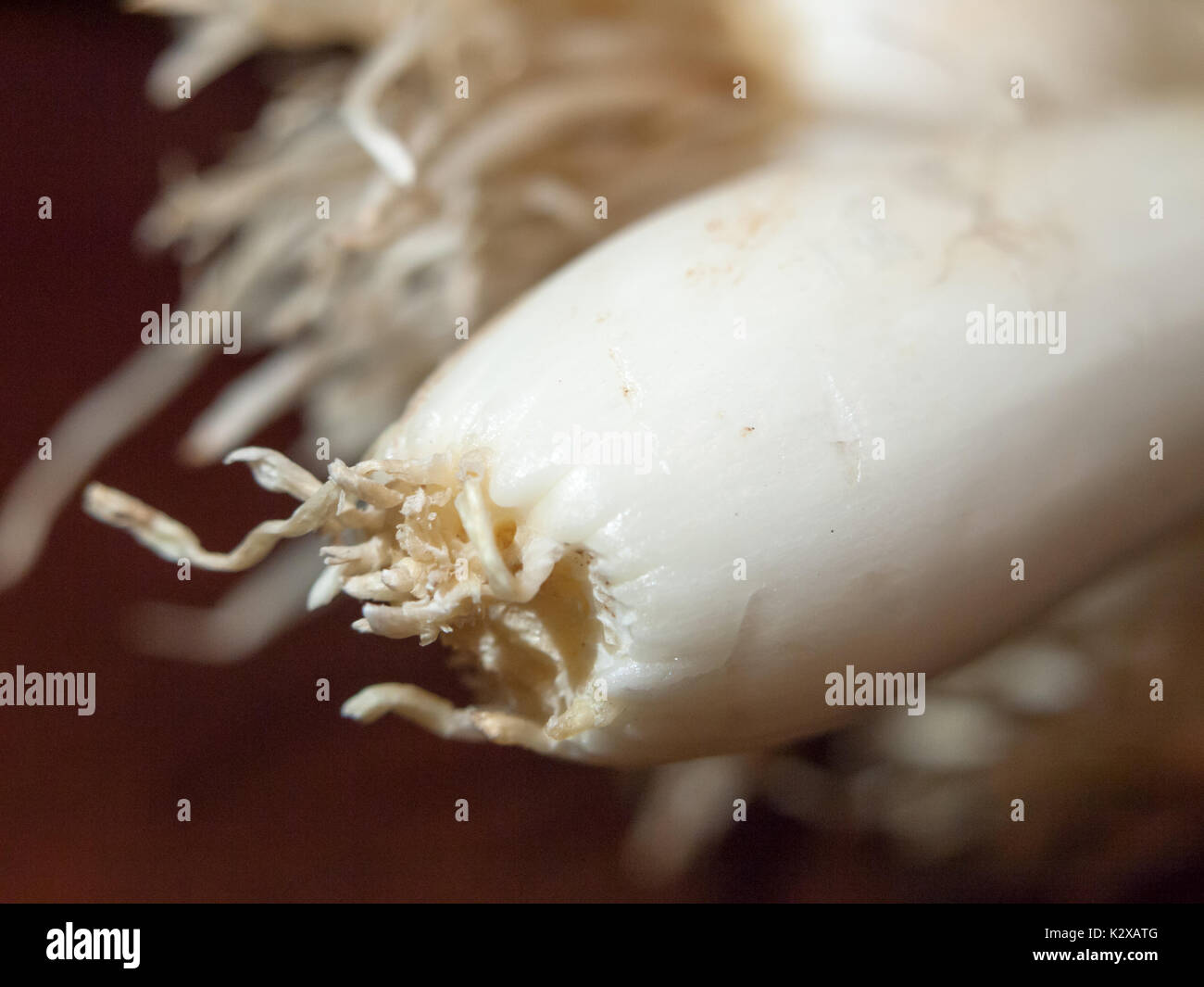 Close up spring onion roots hi-res stock photography and images - Alamy