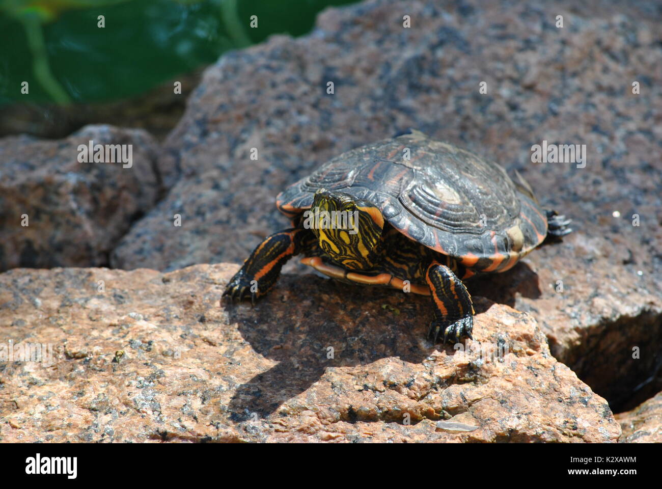 the little turtle Stock Photo - Alamy