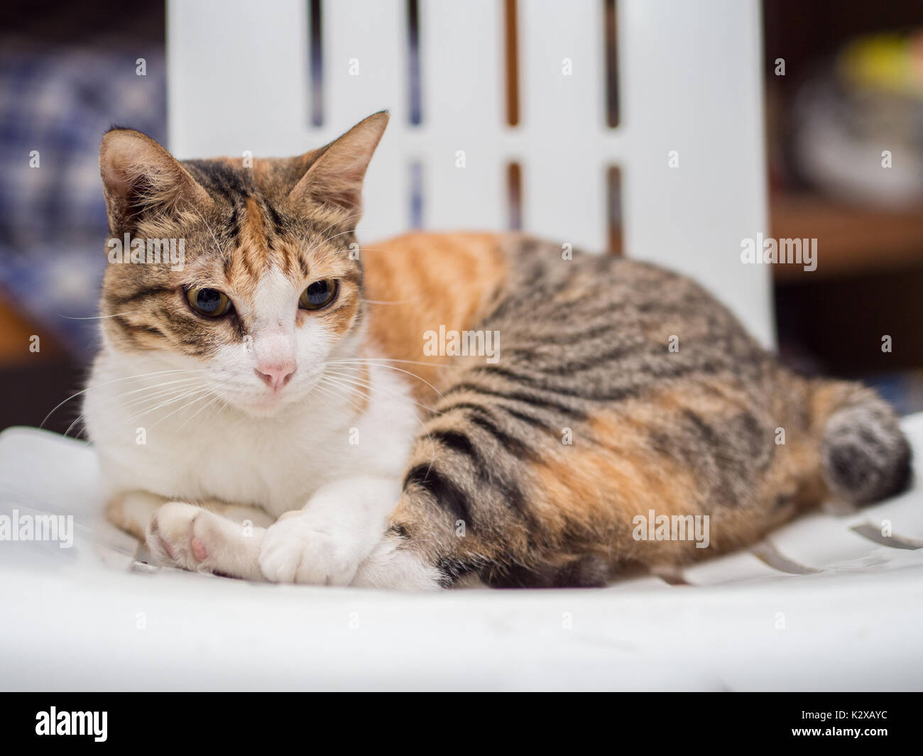 Black cat lying on chair hi-res stock photography and images - Alamy
