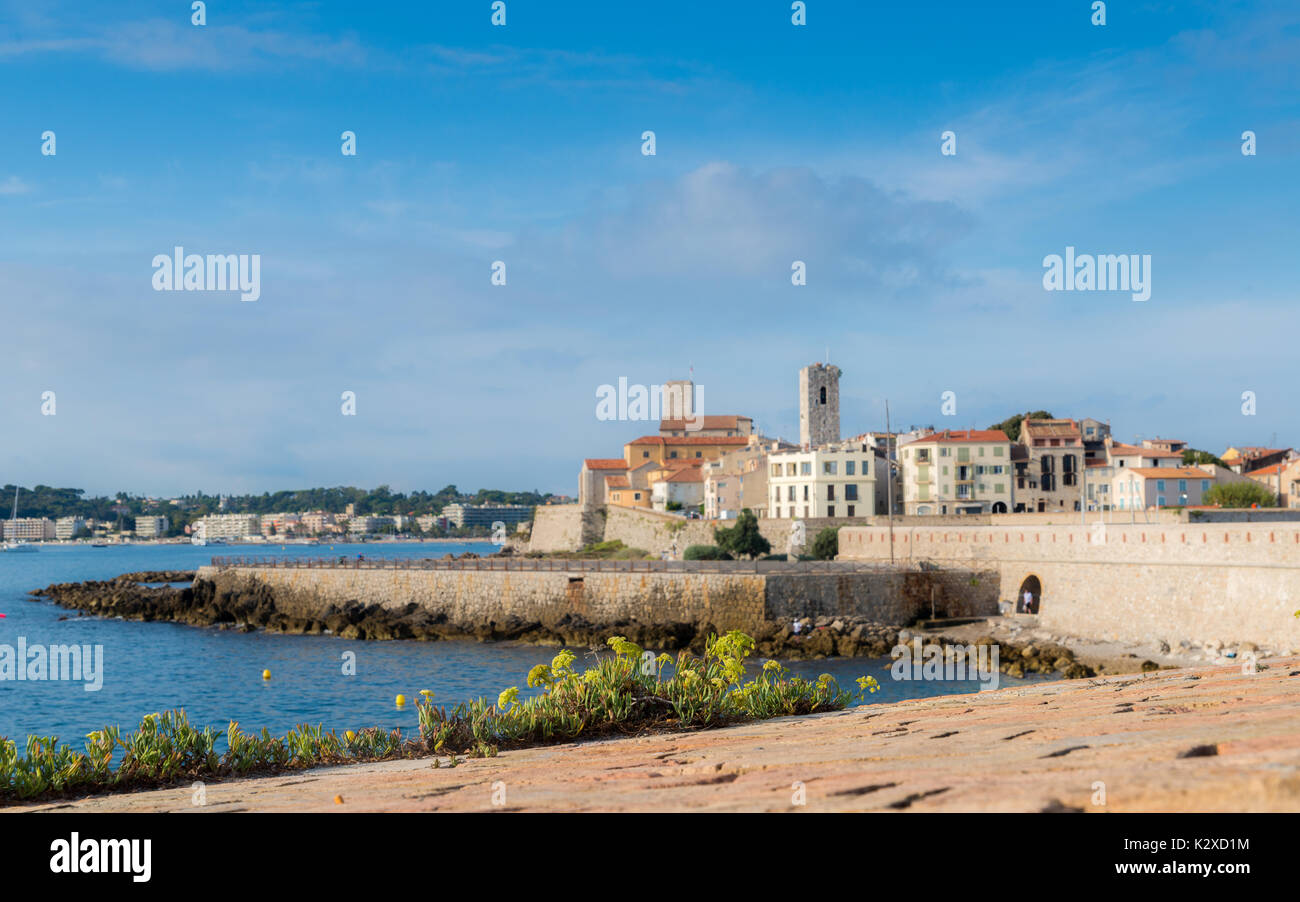 Selective focus on flower at Antibes, Cote d'Azur, France Stock Photo