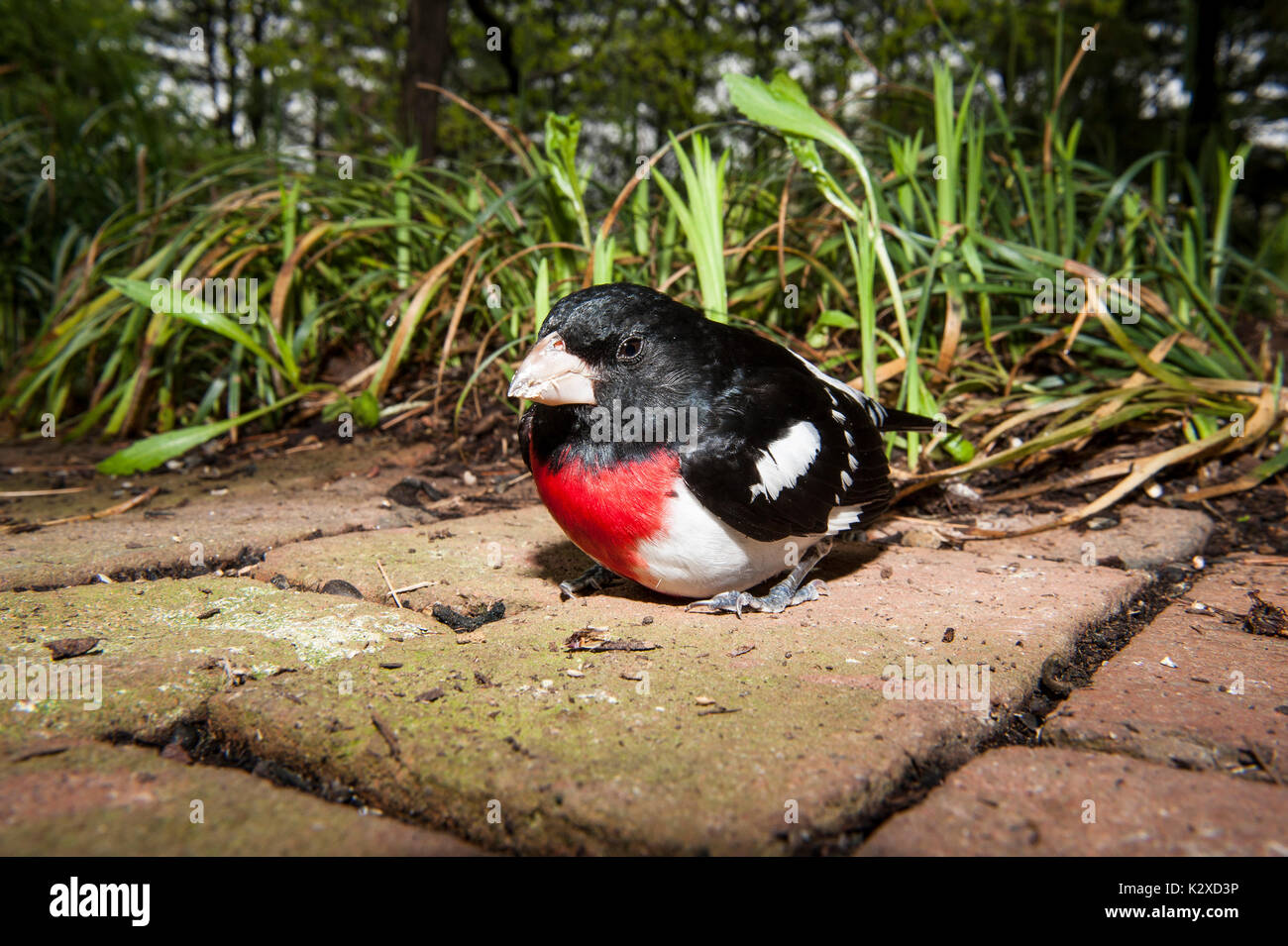 CLOSE UP OF ROSE-BREASTED GROSBEAK (PHEUCTICUS LUDOVICIANUS) LITITZ PENNSYLVANIA Stock Photo