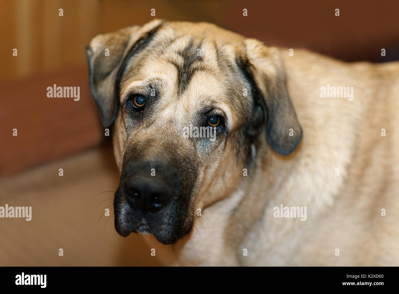 Good Spanish Mastiff Dog Looks Up Lying on the Floor. Portrait Huge Dog.  Copy Space. Stock Image - Image of head, spanish: 134514369