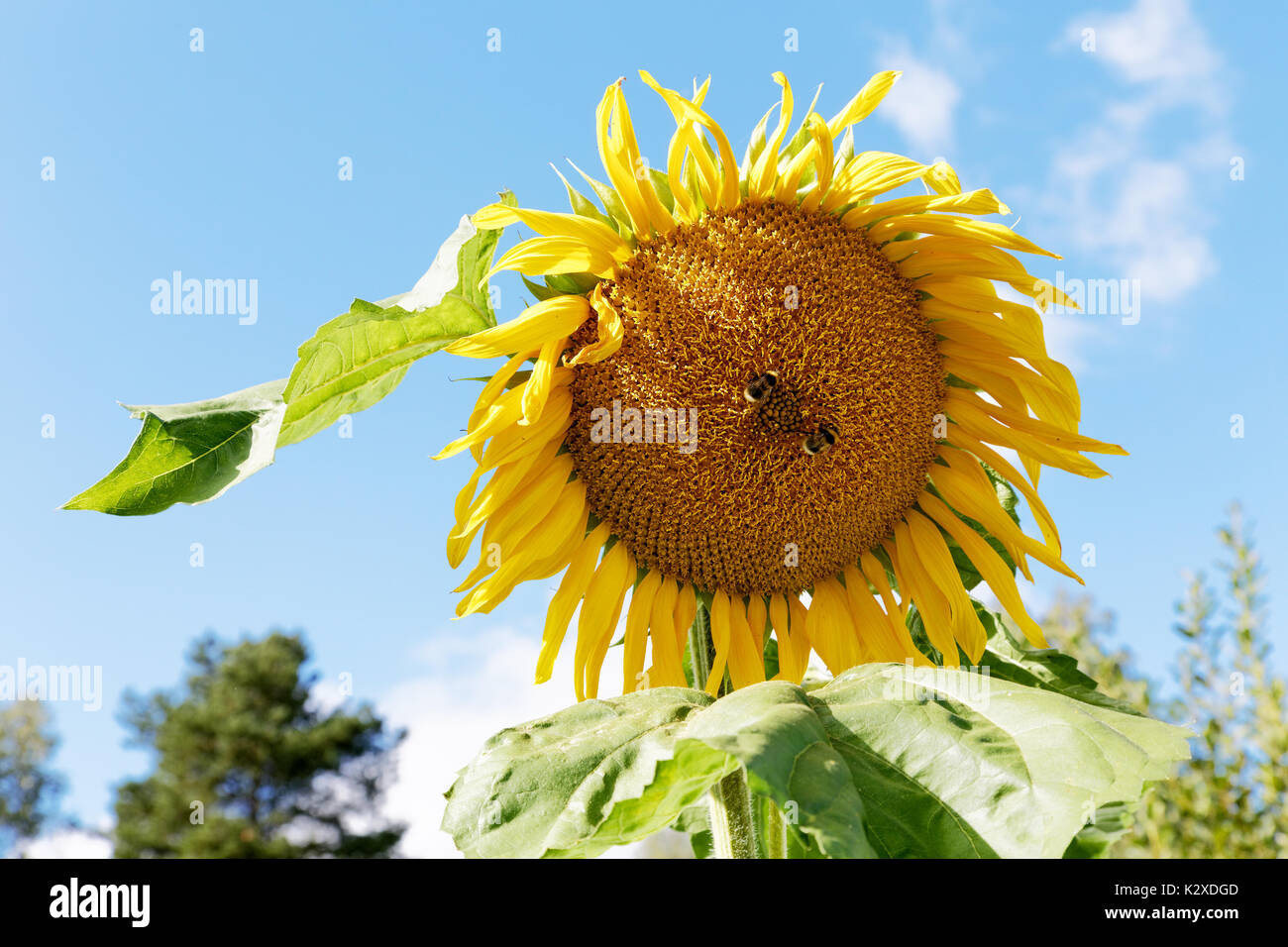 Yellow sunflower flower close-up summer day Stock Photo
