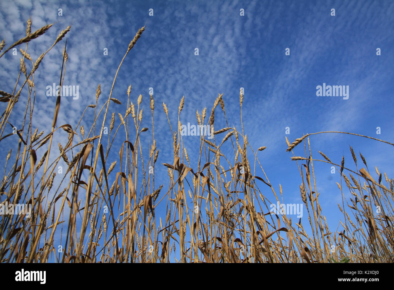 Wheat ears ripen in a field against a blue sky background Stock Photo