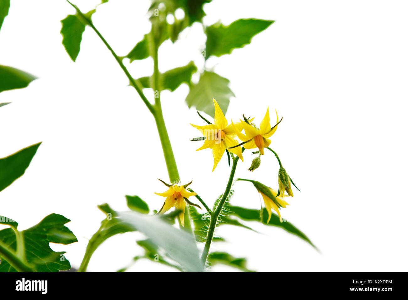 Yellow blossoms of tomatoes isolated  white background Stock Photo