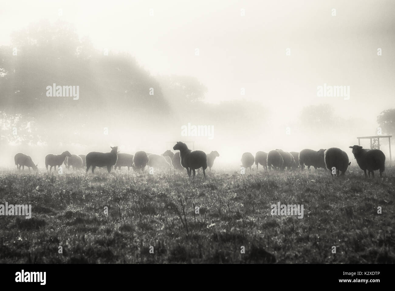 Very early on an autumn morning and the flock of sheep find their way through the morning mist Stock Photo