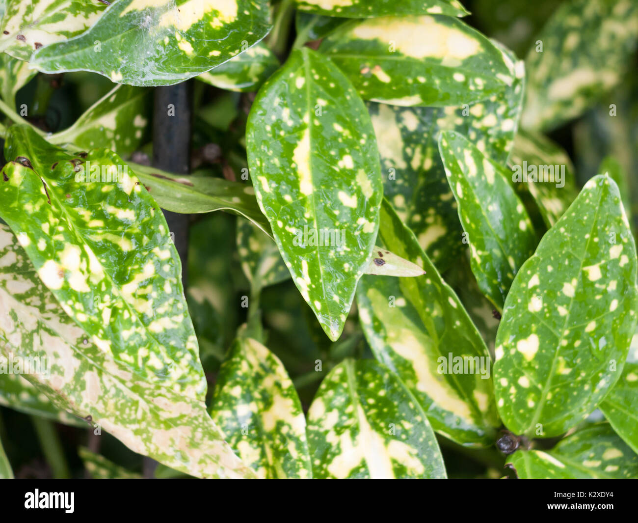 close up green and yellow variegated foliage background; England; UK Stock Photo