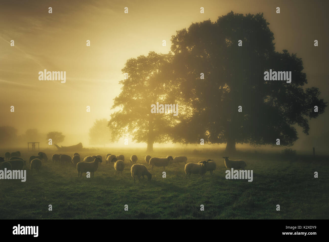 A flock of sheep graze in a meadow just before the sun came up Stock ...