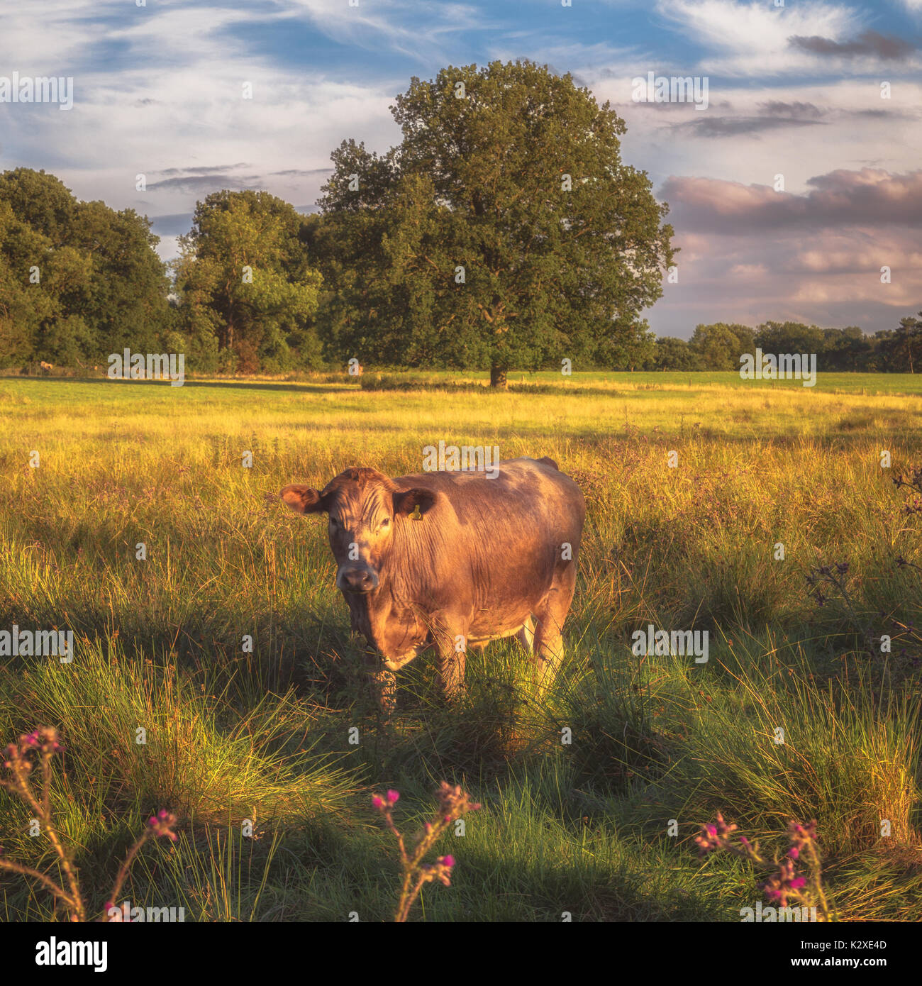 Cow in a field on a summer's evening Stock Photo