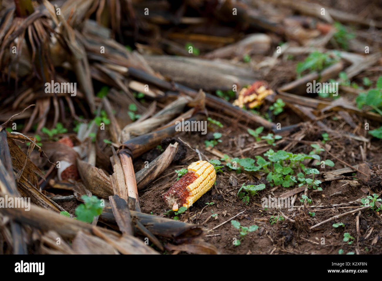 CLOSE UP OF CORN COB IN FIELD OF STUBBLE, LITITZ PENNSYLVANIA Stock Photo