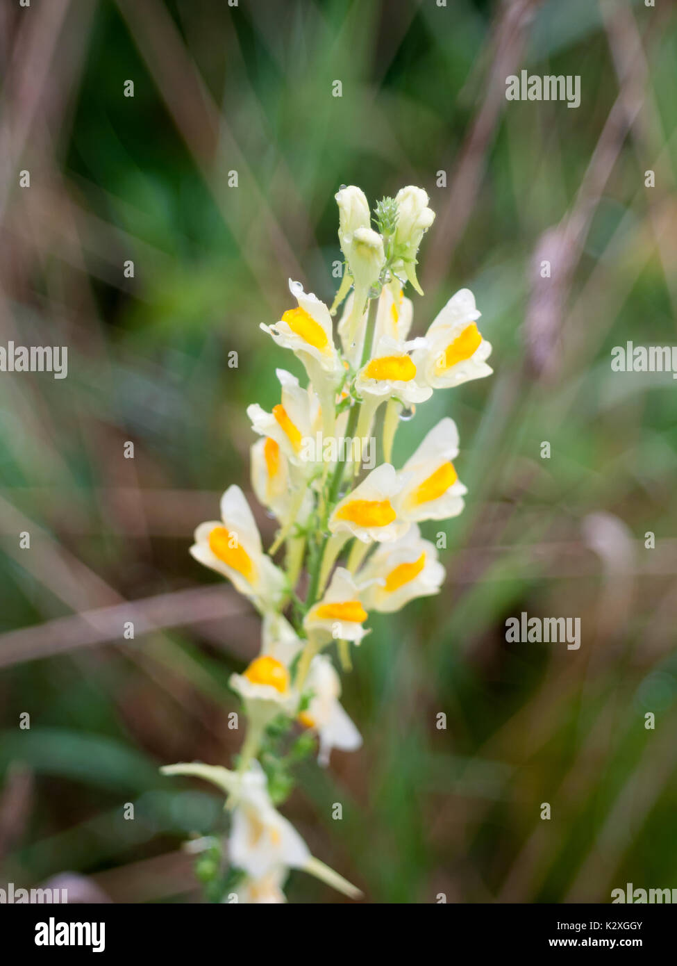 close up of growing ornage and yellow delicate plant uk wild beautiful growing wild flower summer Linaria vulgaris; England; UK Stock Photo