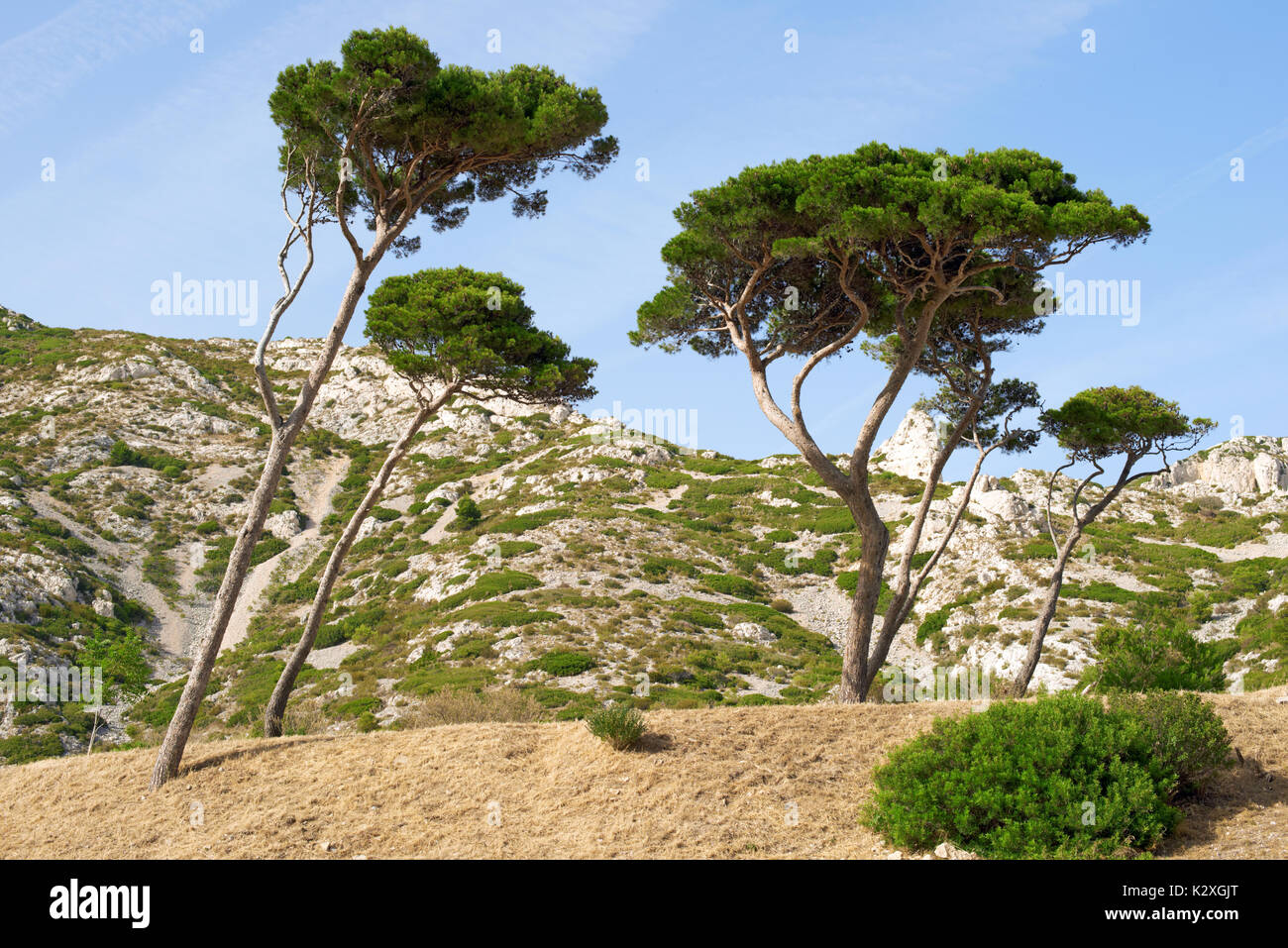 Coastal landscape between Cassis and Marseille, Umbrella Pine Stock Photo