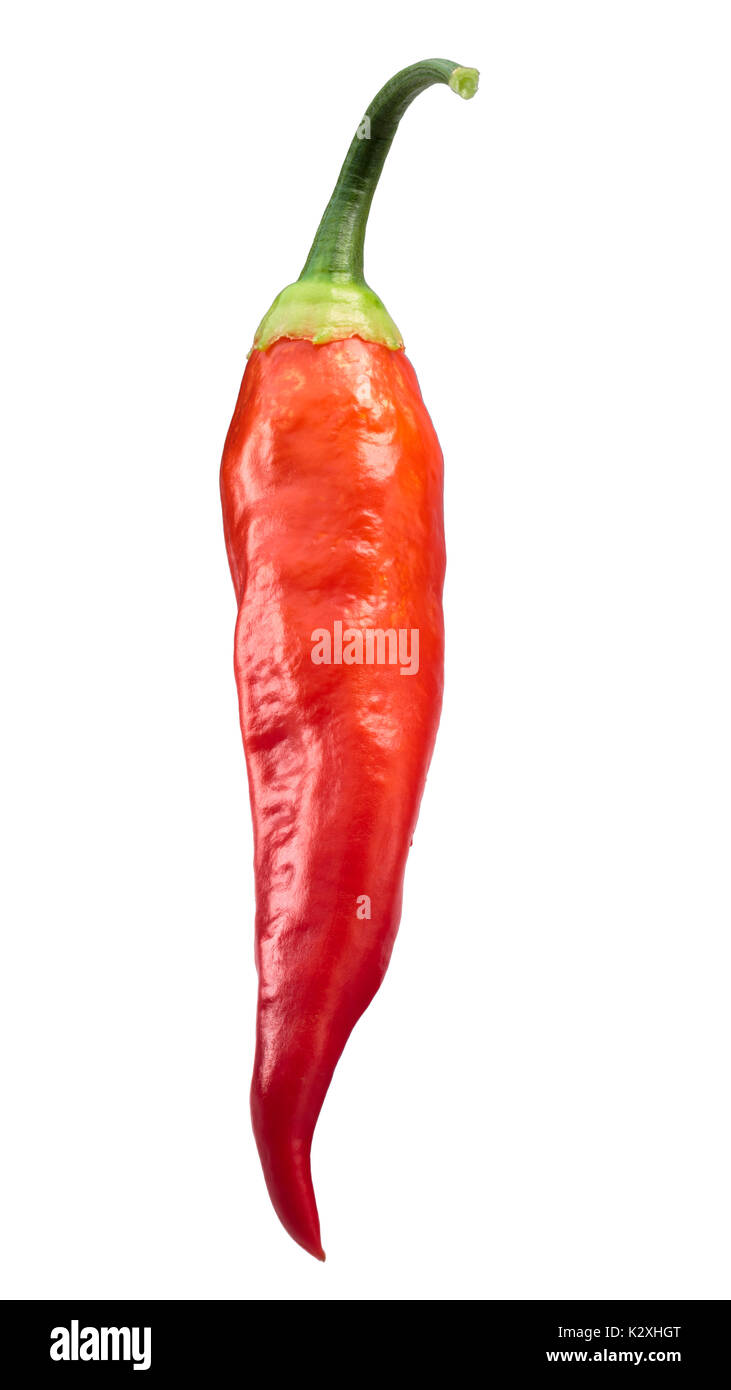 Aji Cristal pepper pod, ripe, hanging (Capsicum baccatum). Clipping