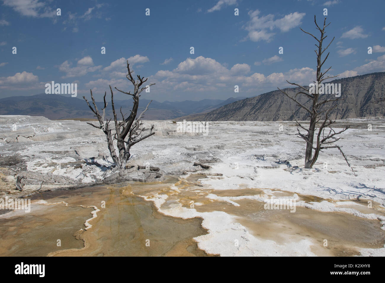 White Mammoth landscape with dead trees in Angel Terrace, Mamoth Hot Springs, Yellowstone National Park, WY Stock Photo