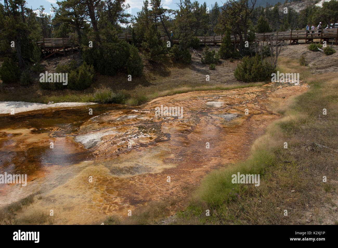 Bacteria and Algea color the Minerva Terrace in Mammoth Hot Springs, Yellowstone National Park, WY Stock Photo