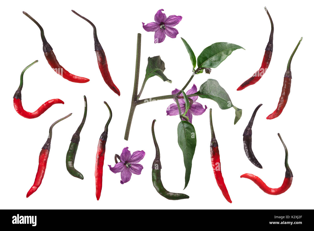 Purple Naga Jolokia chile pepper, exploded view (elements), pods, plant, flowers. Clipping path