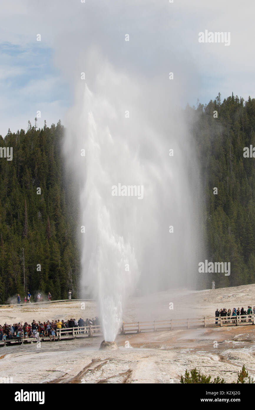 Eruption of the Beehive Geyser in the Upper Basin in Yellowstone National Park, WY Stock Photo