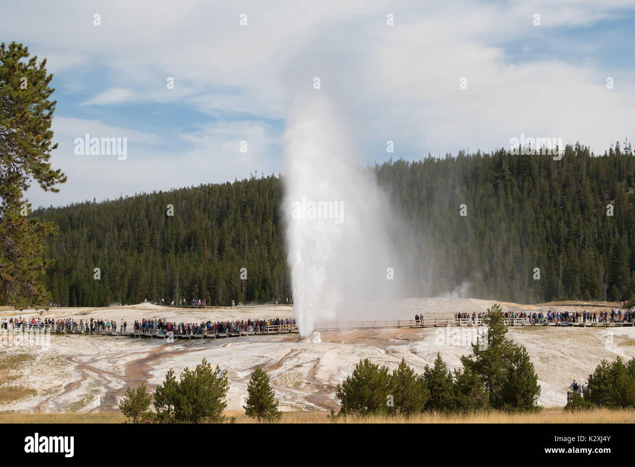Eruption of the Beehive Geyser in the Upper Basin in Yellowstone National Park, WY Stock Photo