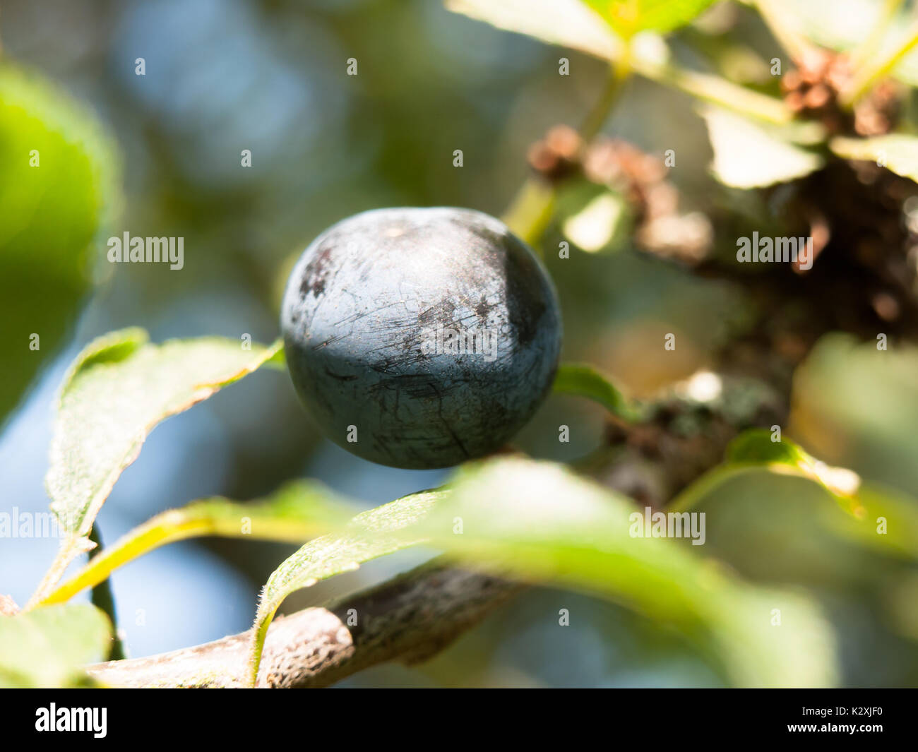 close up of single blue sloe berry on branch Prunus spinosa; England