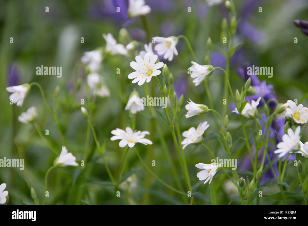 Spring flower lake district hi-res stock photography and images - Alamy