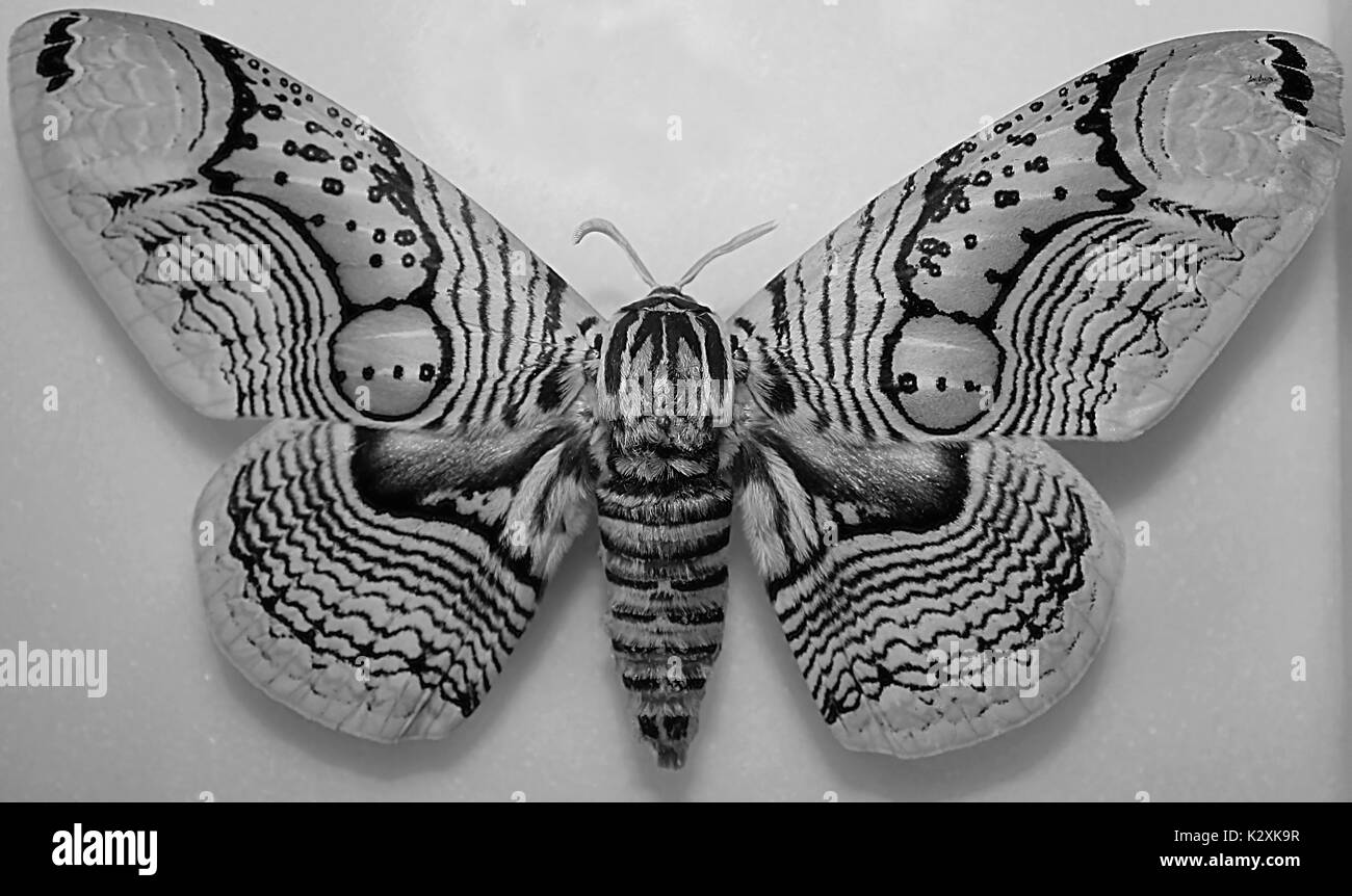 Moth Butterfly (Brahmaea Certhia), black & white Stock Photo