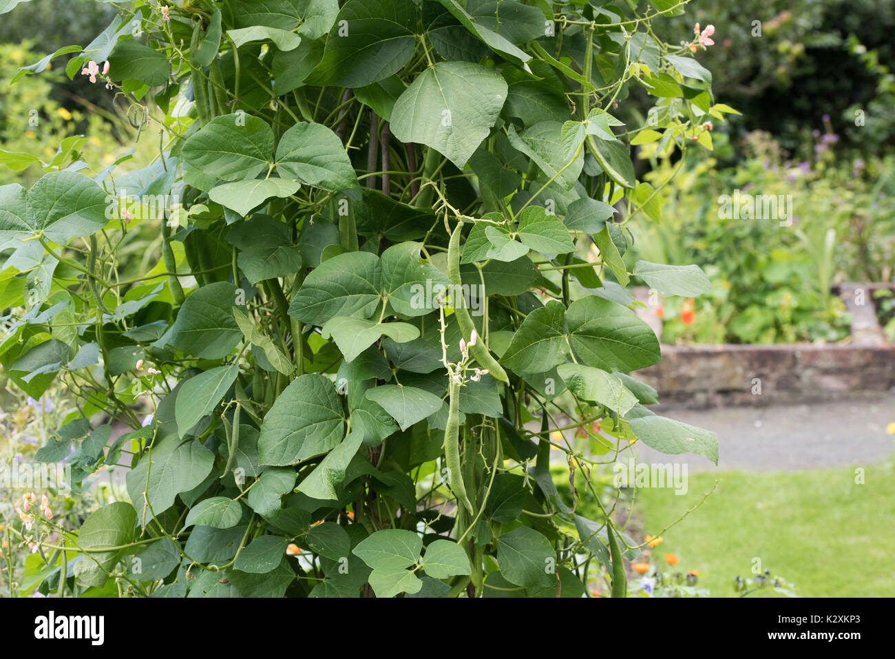 Phaseolus coccineus. Runner beans growing on the plants in an english