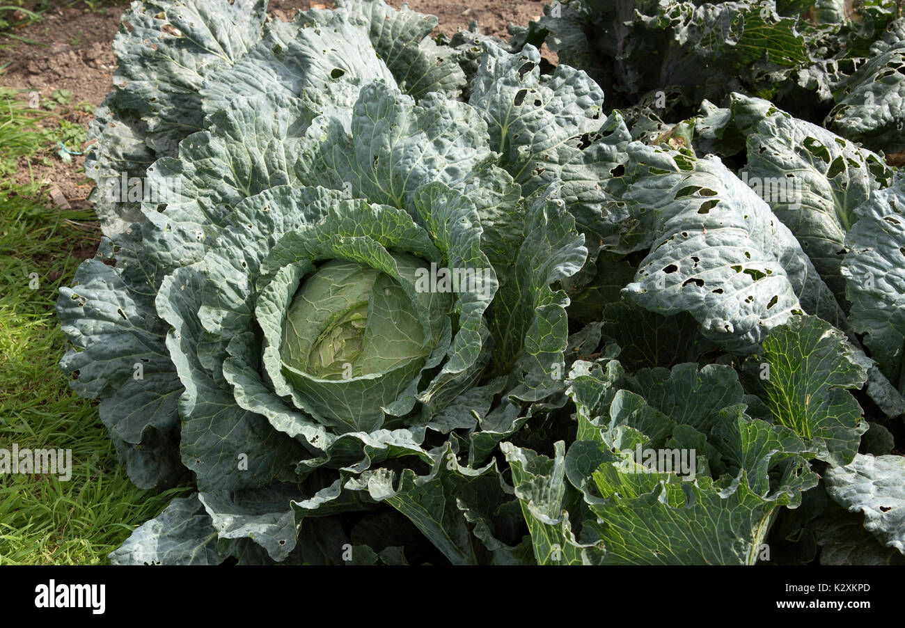 A closeup view of a large cabbage ready for harvesting on an English