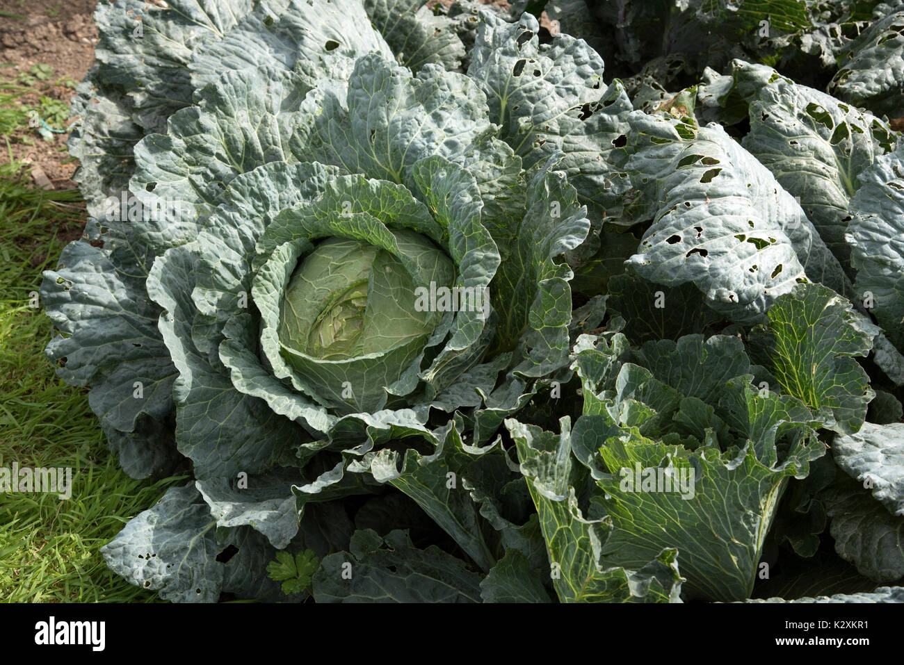 A close-up view of a large cabbage ready for harvesting on an English allotment. The cabbage weighs 9lbs. Stock Photo