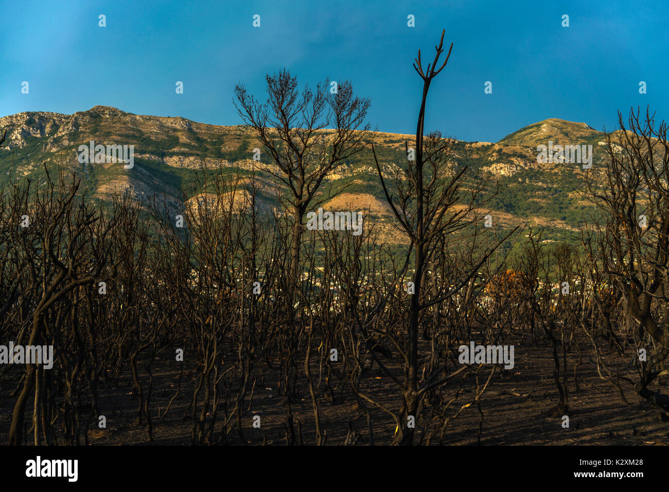 Dramatic image after a vegetation fire in Montenegro Stock Photo