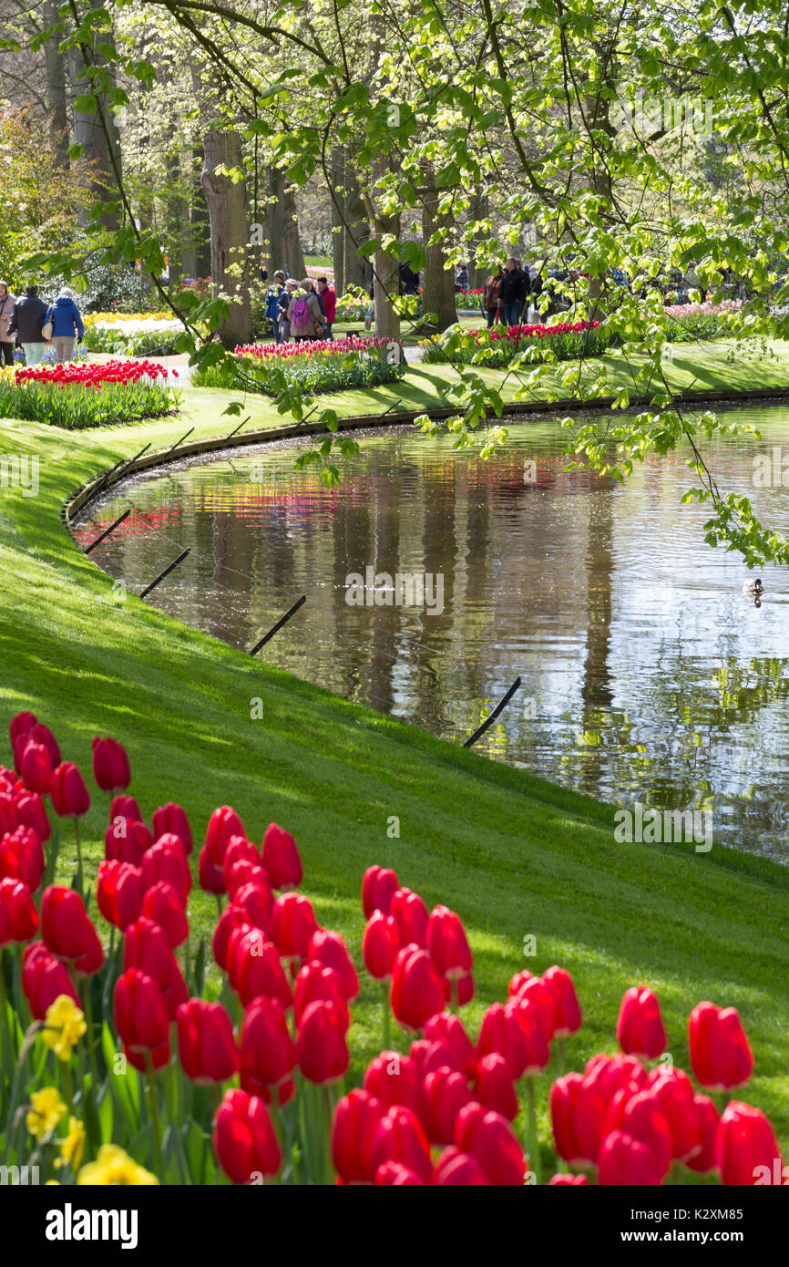 Tulips on the riverbank at Keukenhof Gardens, Netherlands Stock Photo