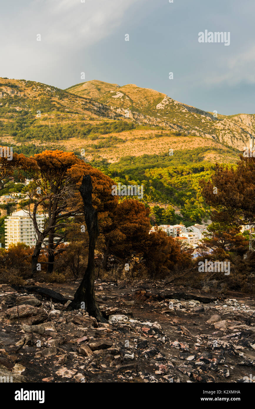 Dramatic image after a vegetation fire in Montenegro Stock Photo
