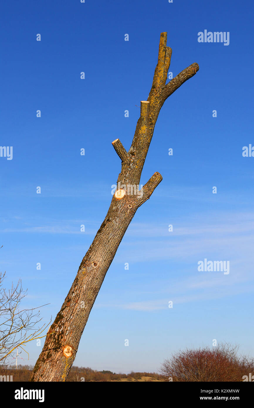 Baum, Baumschnitt, Laubbaum, Winter, schneiden, Stamm, Äste, Natur, Baumstamm Stock Photo