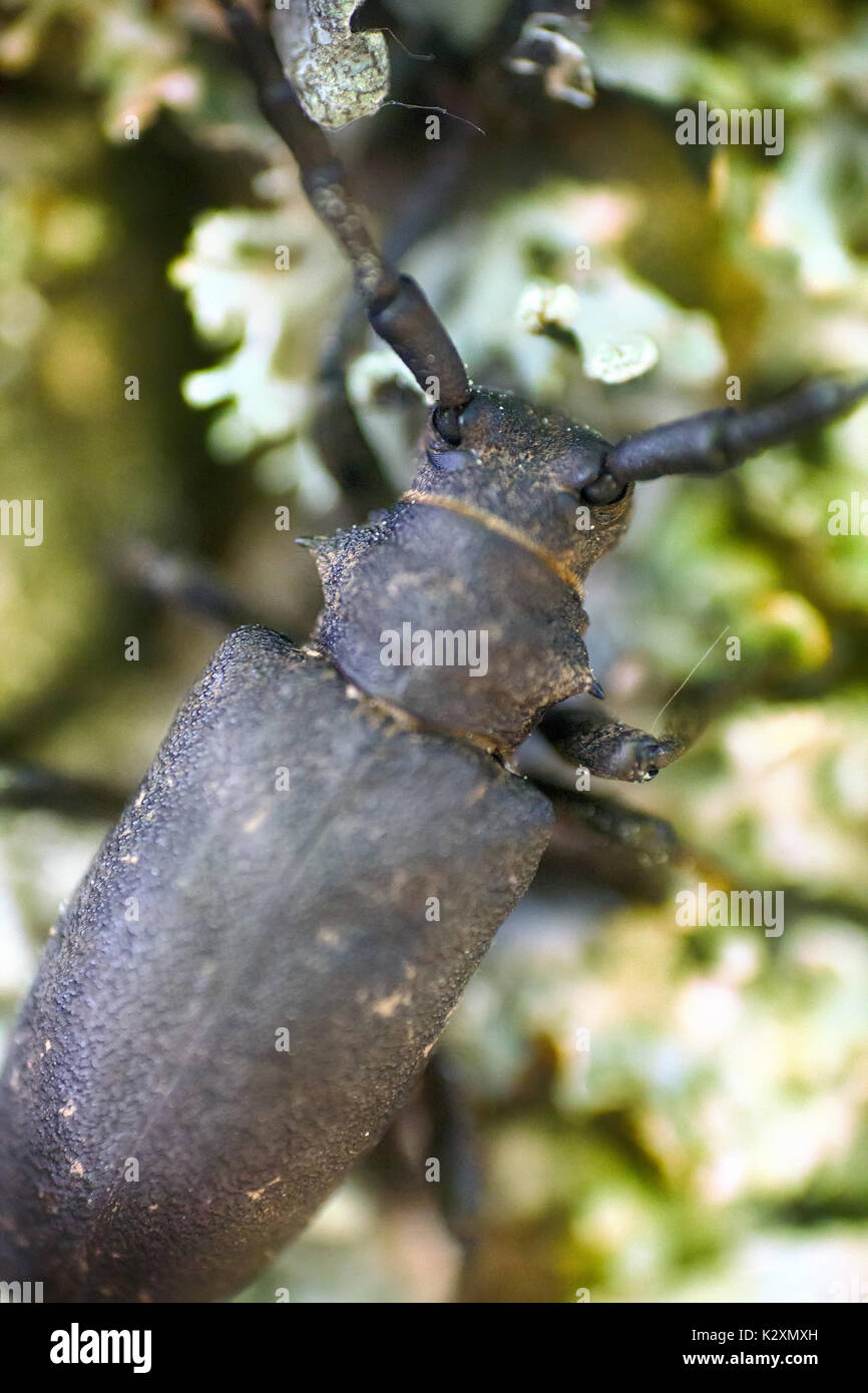 Longhorn beetle crawling on oak - strong beetle and rough bark Stock Photo