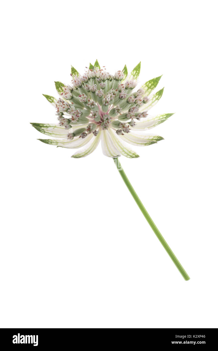 Astrantia flower, other names are Melancholy gentlemen and Hattie’s pincushion. Stock Photo