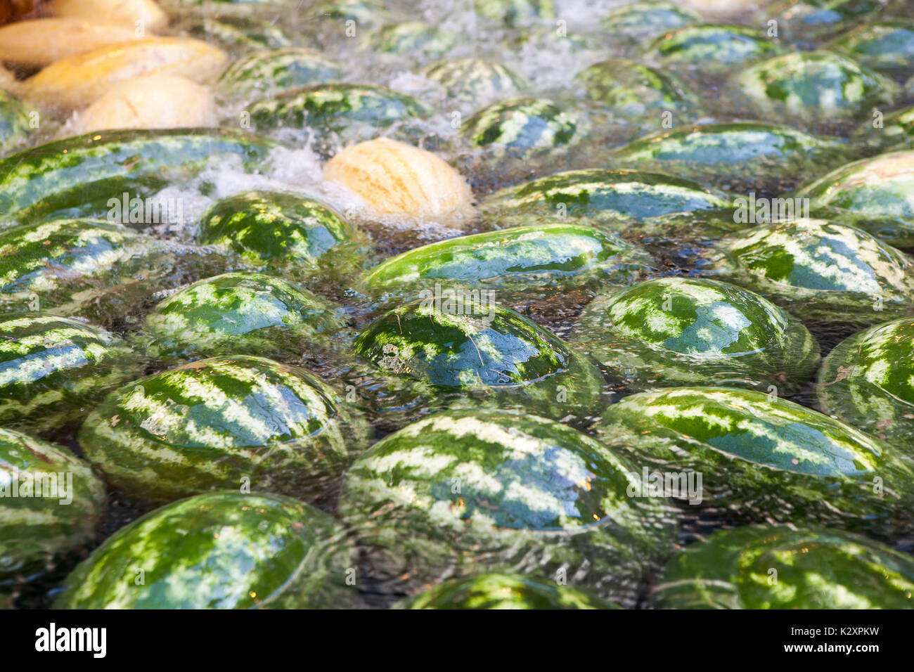 Watermelons and melons float in the water. Preparation for sale Stock Photo Alamy