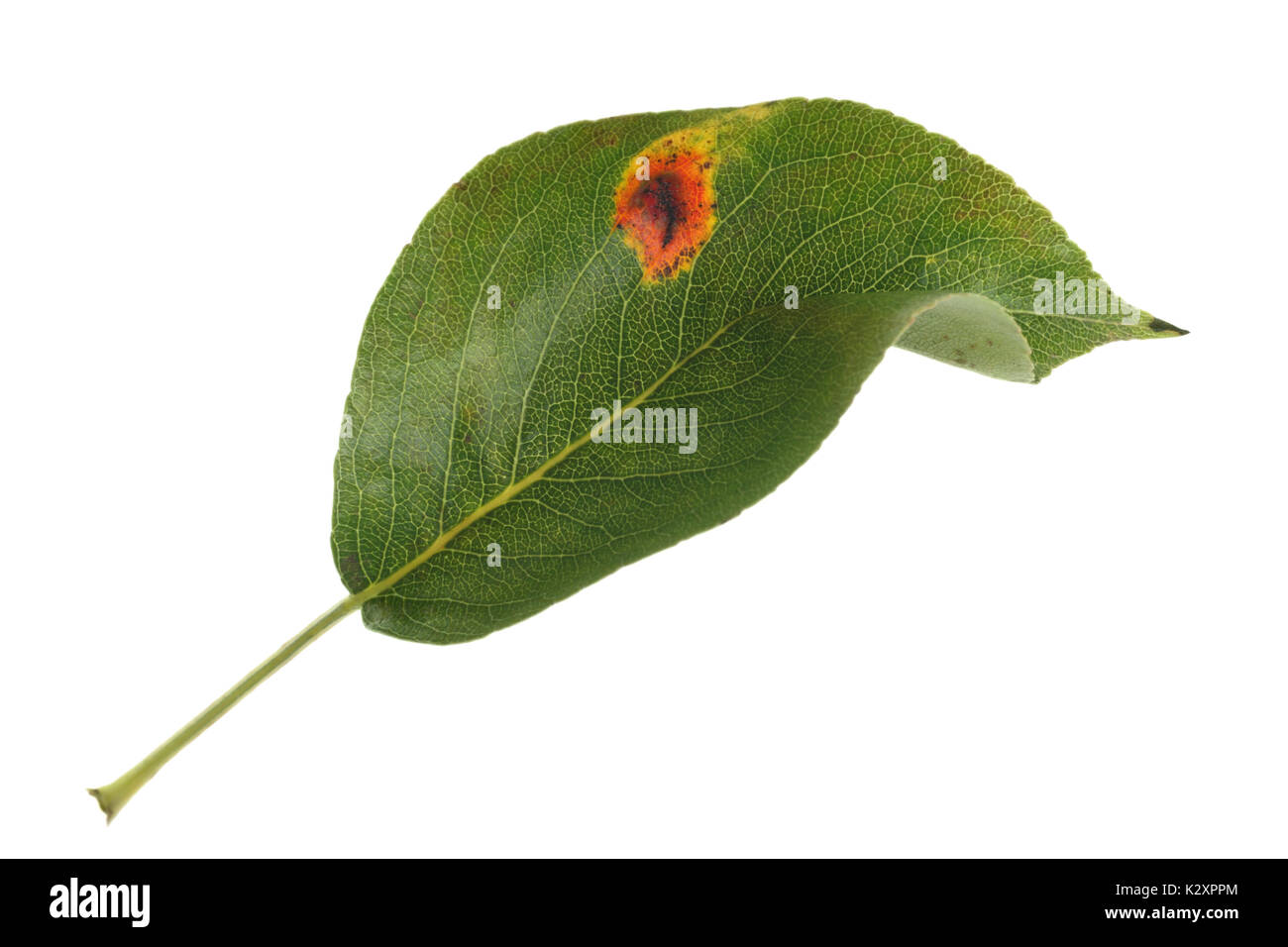 Pear leaf showing fungal pear rust infection, isolated on a white background. Stock Photo