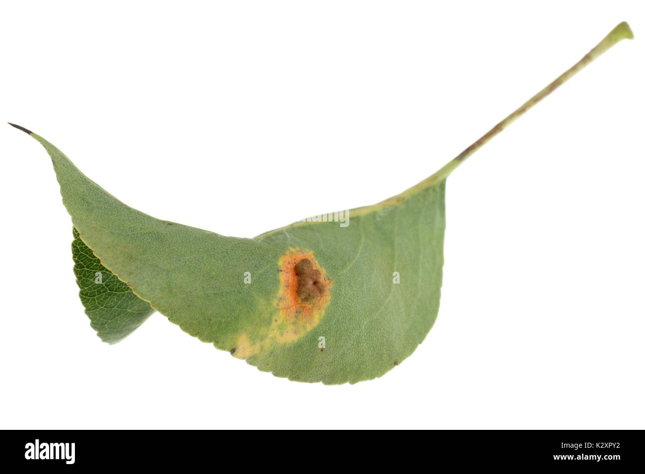 The underside of a pear leaf showing fungal infection. The raised brown spots are as a result of the gymnosprangium sabinae fungus. On eruption the sp Stock Photo