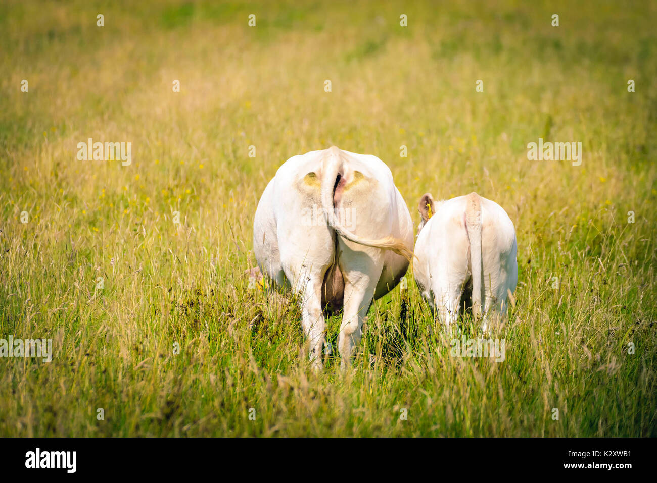 Two cows on the pasture, Zwei Kuehe auf der Weide Stock Photo