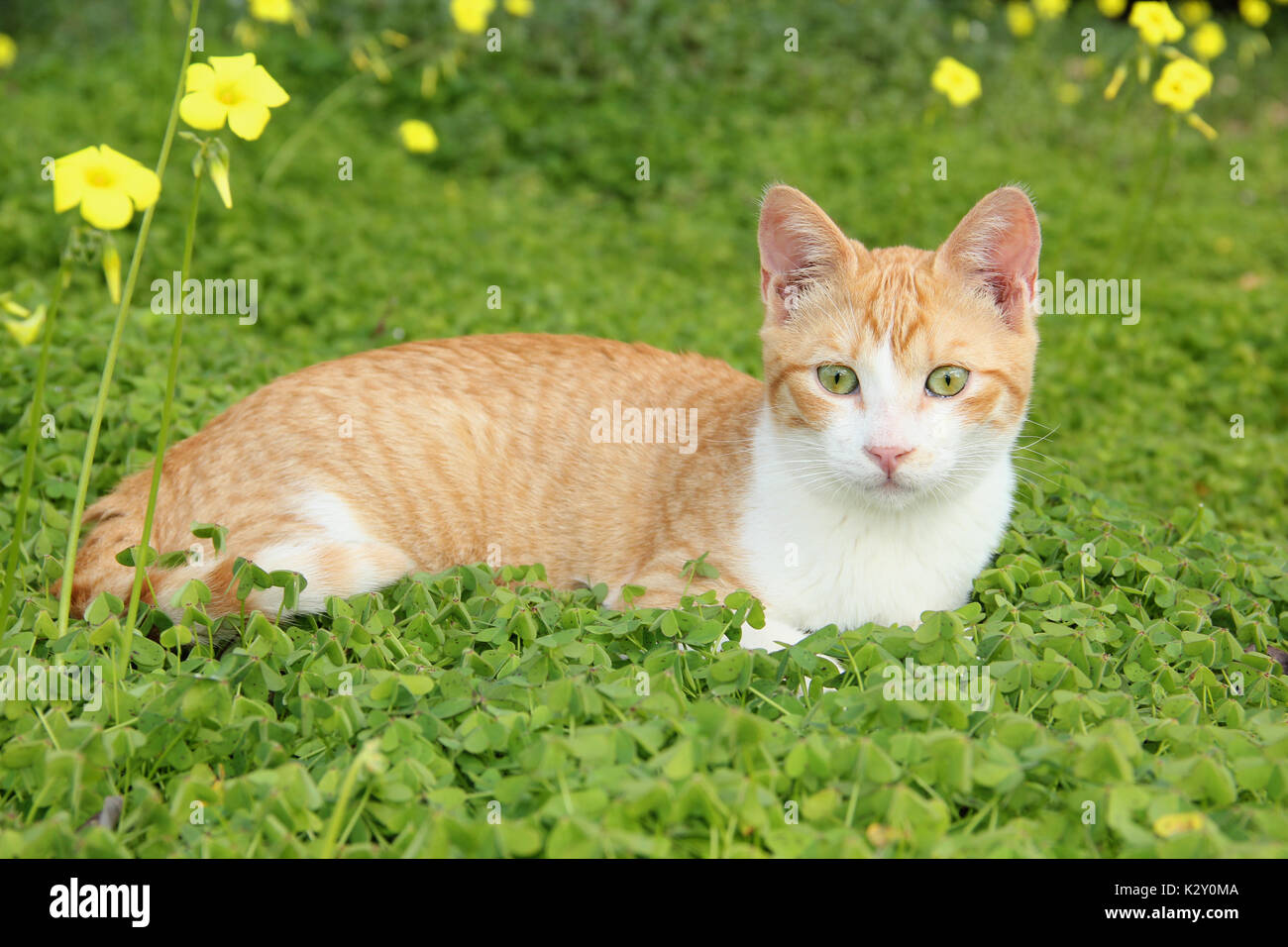 domestic cat, red tabby white, lying on a meadow with clover Stock Photo