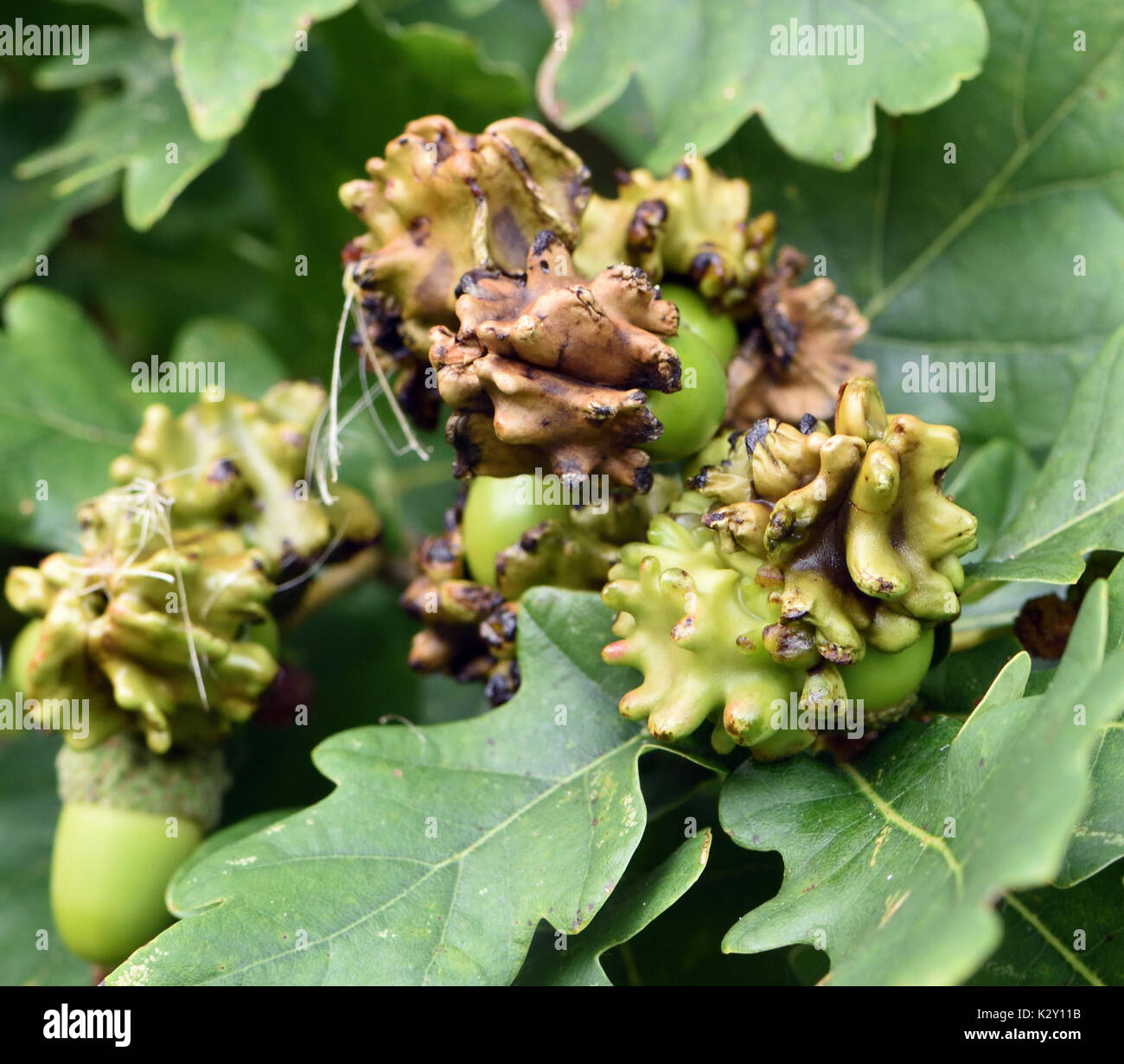 Knopper Galls on the acorns of a Pedunculate Oak tree (Quercus robur