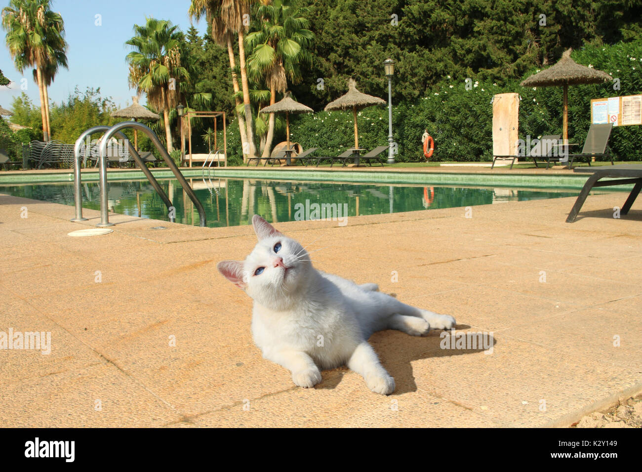 domestic cat, white, sunning himself at the swimming pool Stock Photo
