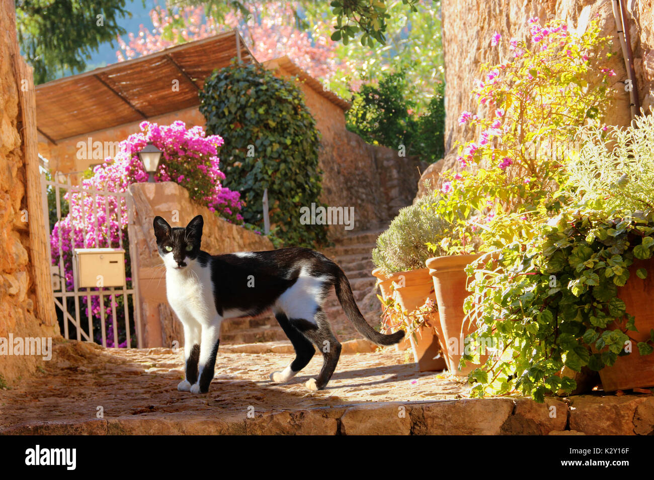 Black white tuxedo cat in hi-res stock photography and images - Alamy